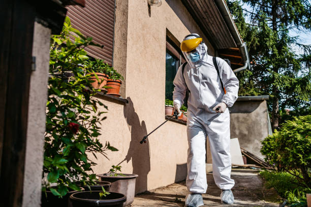 Flea Control Services in Nederland, CO