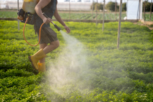 Best Ant Control Services  in Nederland, CO